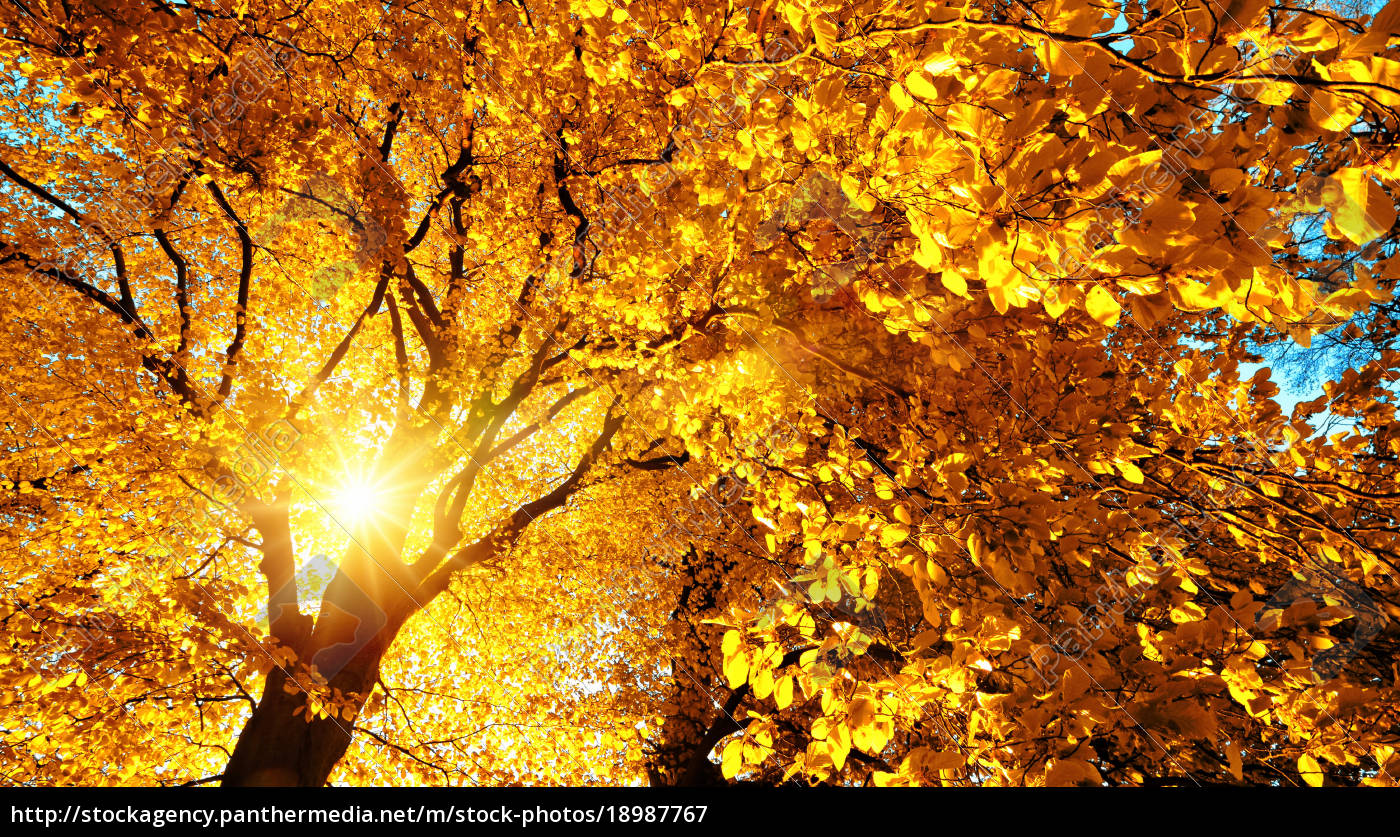 Buche Im Herbst Der Baum Wird Von Der Sonne Im Lizenzfreies Bild Bildagentur Panthermedia