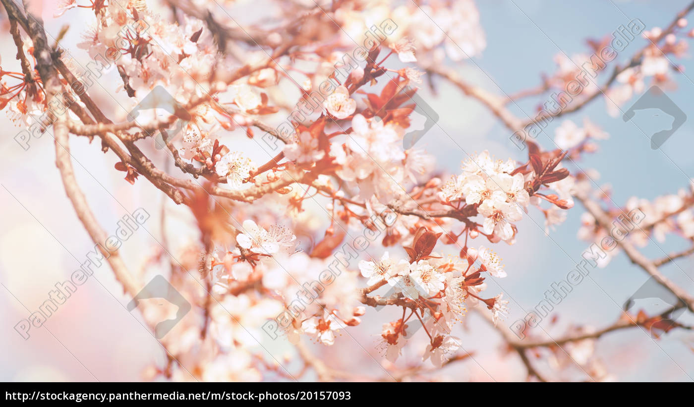 schöne blumen hintergrund - Stockfoto - #20157093 | Bildagentur