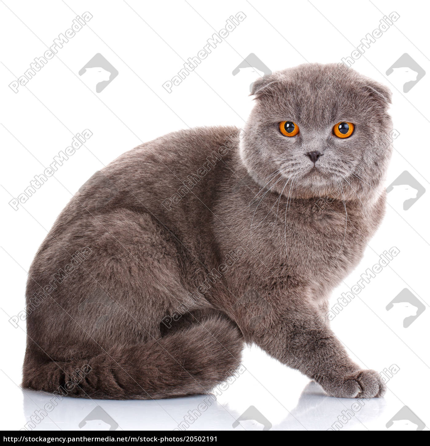 Britisch Kurzhaarkatze Portrat Auf Weiss Lizenzfreies Bild 20502191 Bildagentur Panthermedia