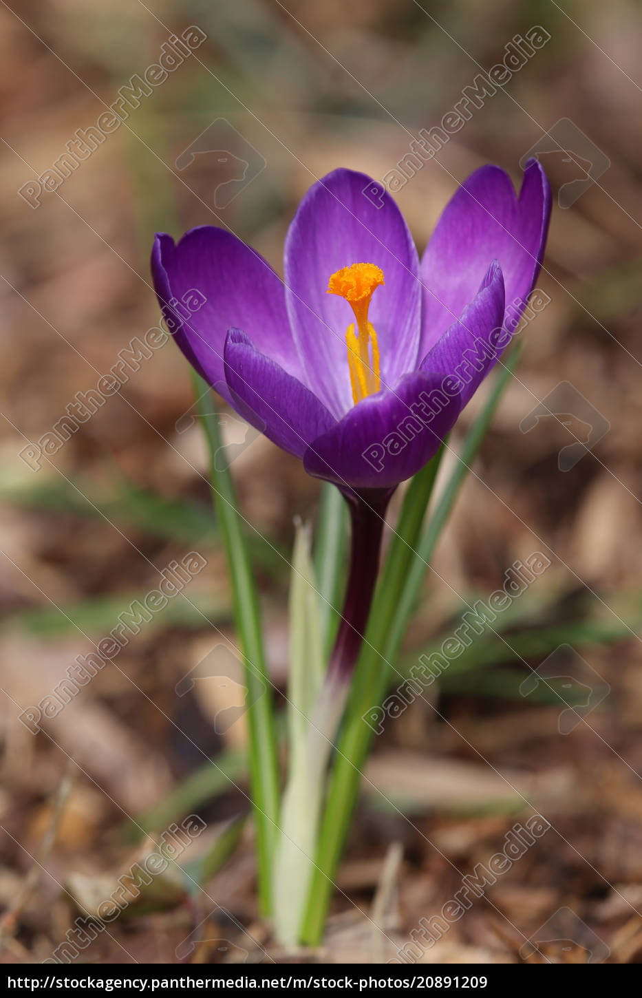 Krokus Bluht Violett Im Vorfruhling Lizenzfreies Bild 20891209 Bildagentur Panthermedia