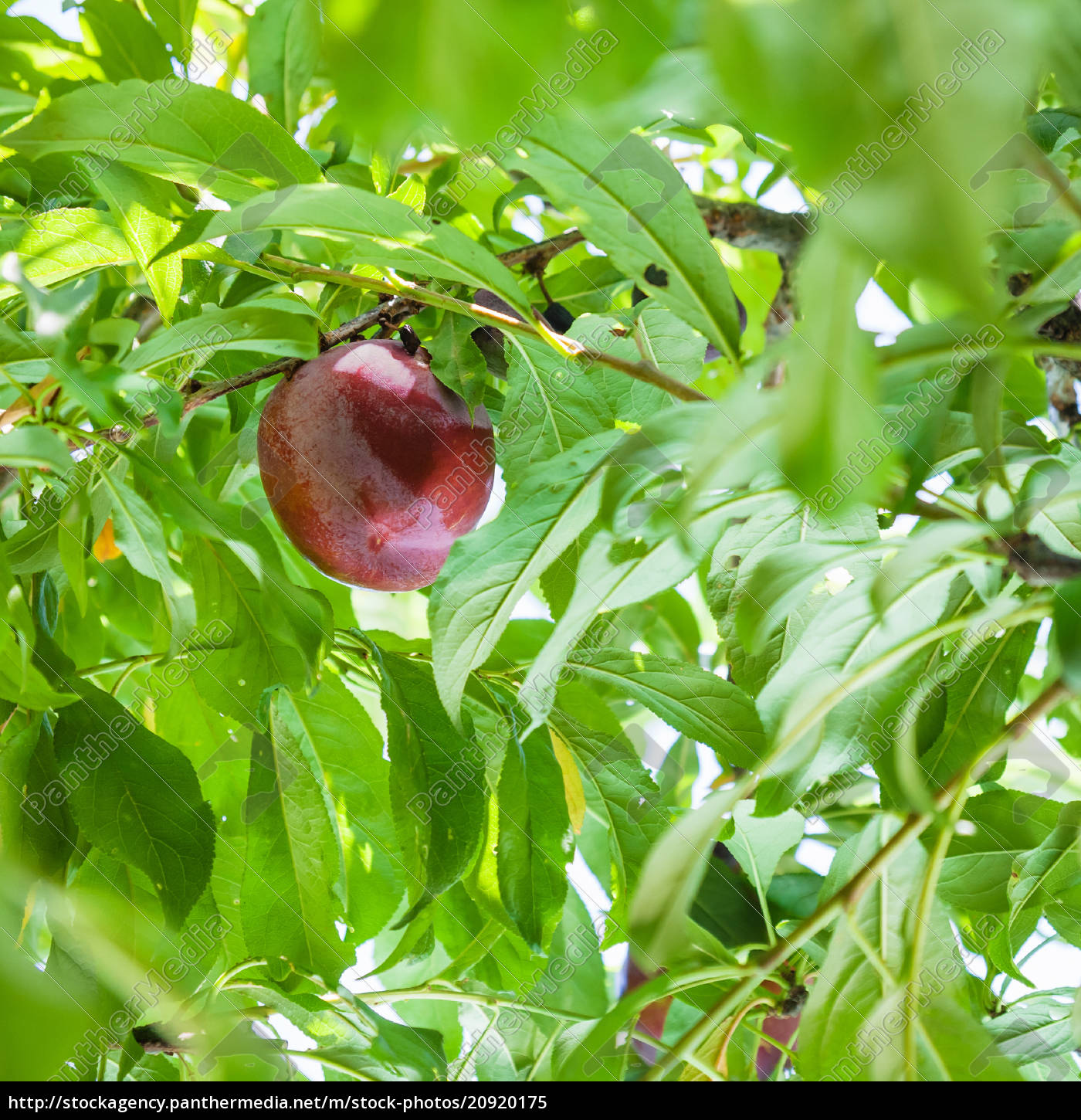 Eine Reife Rote Pflaume Auf Baum In Sizilien Im Sommer Lizenzfreies Bild 9175 Bildagentur Panthermedia