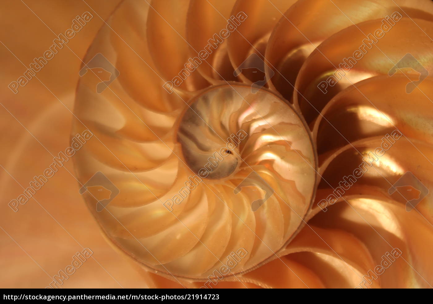 Nautilus Shell Symmetrie Fibonacci Halbquerschnitt Lizenzfreies Bild Bildagentur Panthermedia