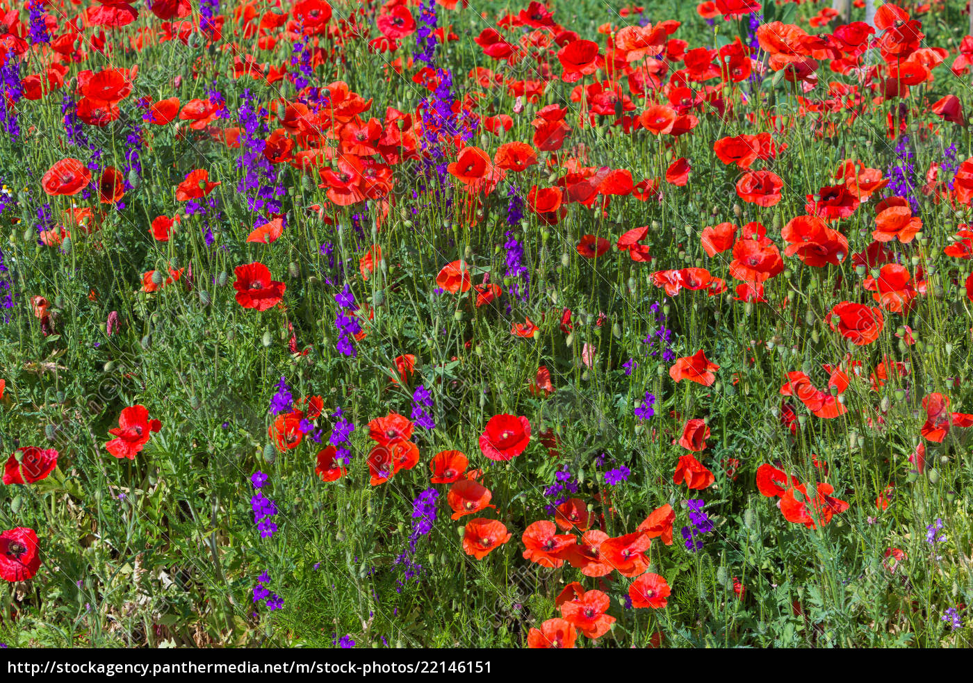 Wiese mit Mohnblumen - Lizenzfreies Bild - #22146151 | Bildagentur ...