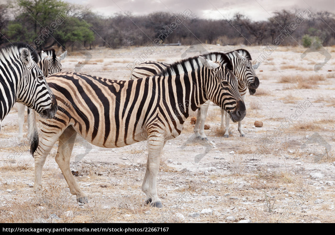 Zebra Im Afrikanischen Busch Afrika Safari Lizenzfreies Bild 22667167 Bildagentur Panthermedia