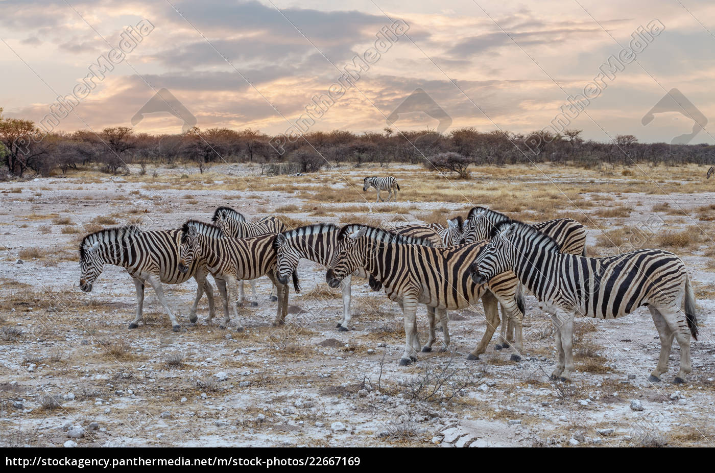 Zebra Im Afrikanischen Busch Afrika Safari Stockfoto 22667169 Bildagentur Panthermedia