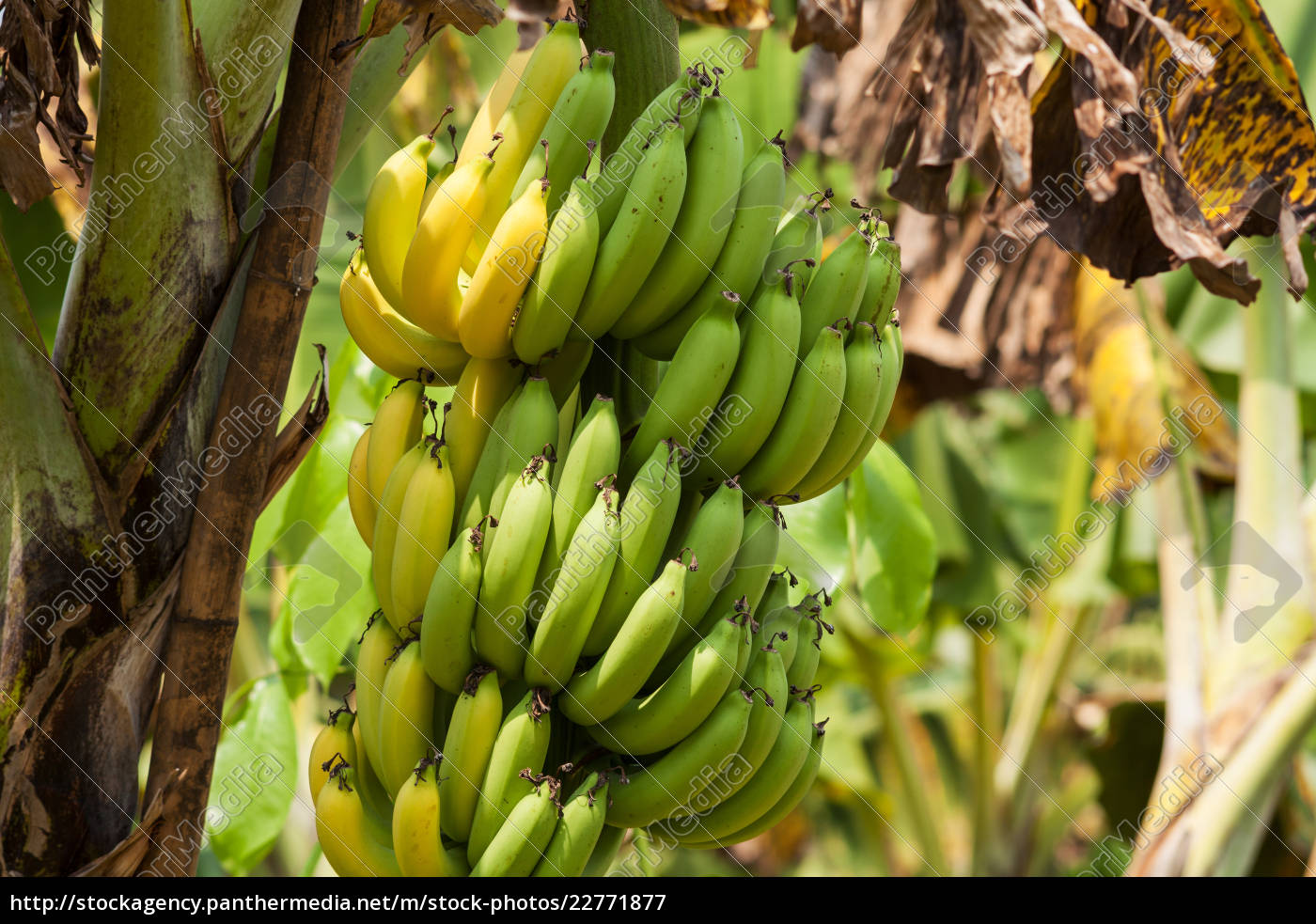 Bananenbaum Lizenzfreies Bild Bildagentur Panthermedia