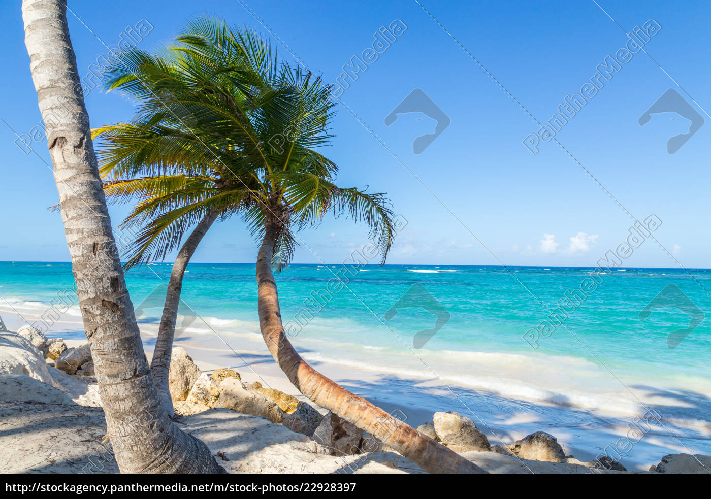 Palmen Punta Cana Bavaro Strand Dominikanische Republik Stockfoto Bildagentur Panthermedia