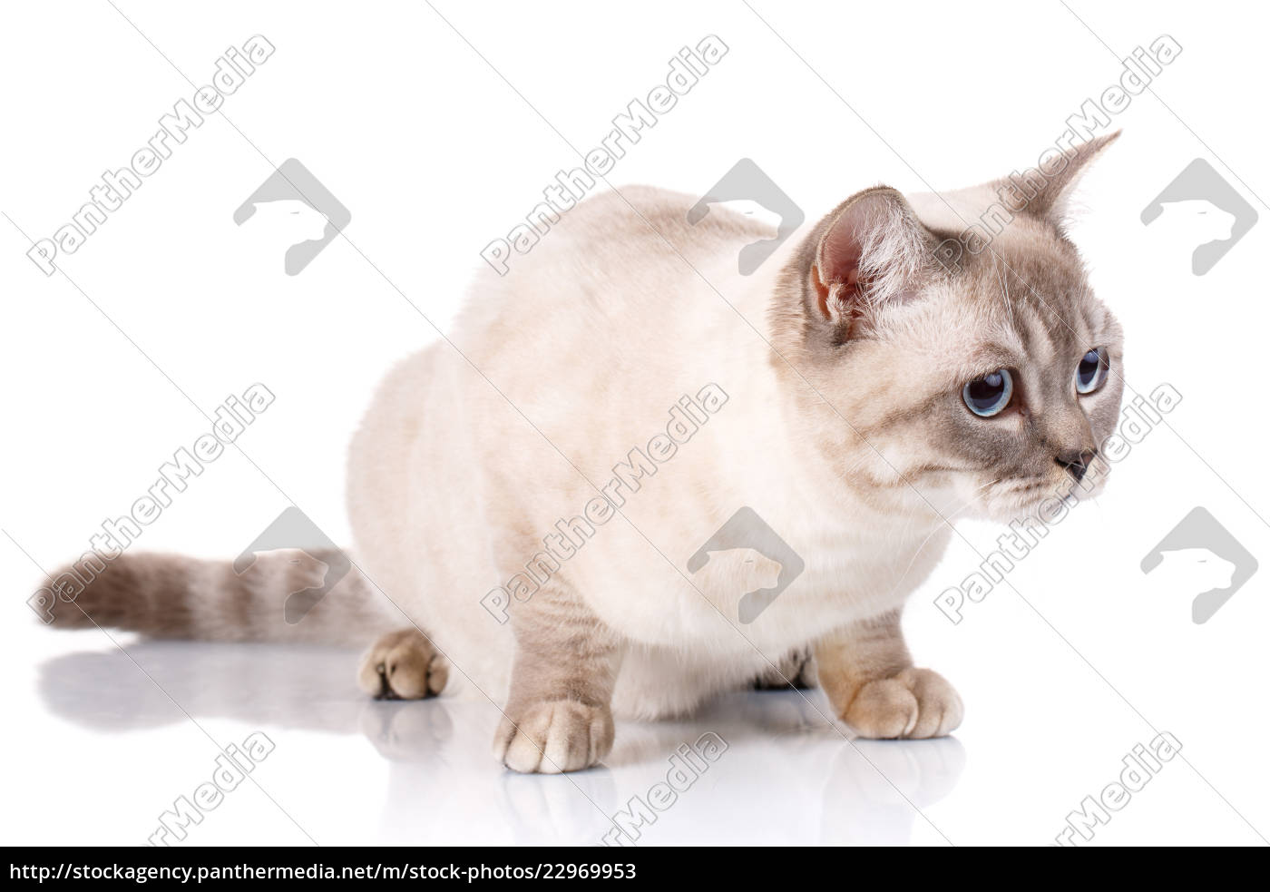 Stockfoto 22969953 Schottische Katze Mit Blauen Augen Auf Weißem Hintergrund