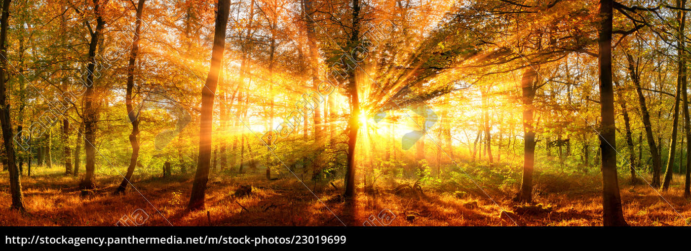 Herbstlandschaft Panorama Wald Mit Goldenen Stockfoto 23019699 Bildagentur Panthermedia