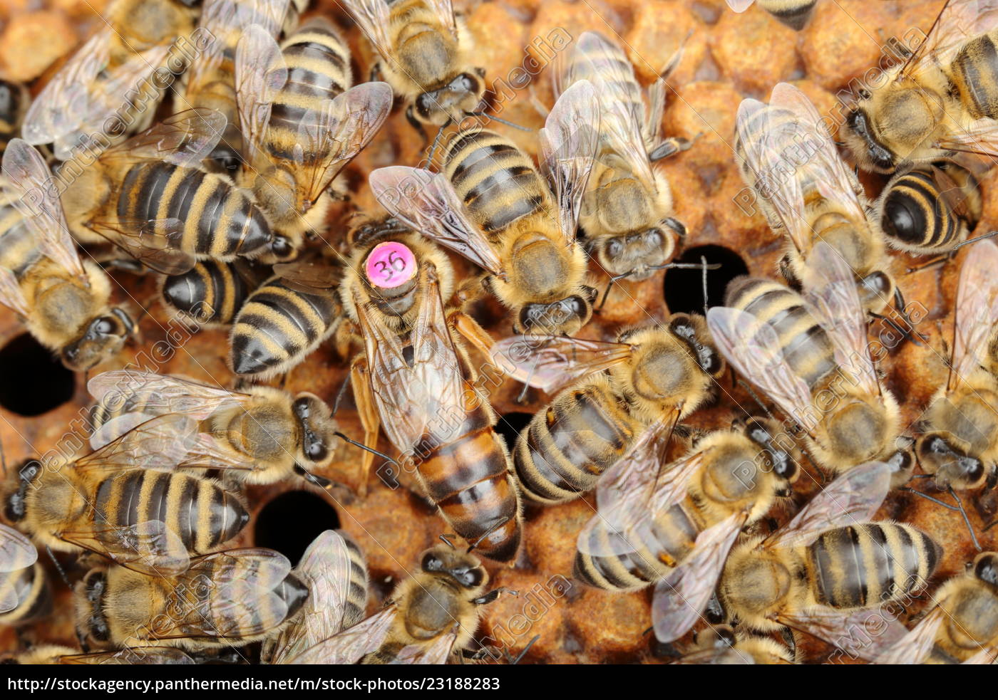 Bienenkonigin Sitzt Im Schwarm Lizenzfreies Bild 2318 Bildagentur Panthermedia