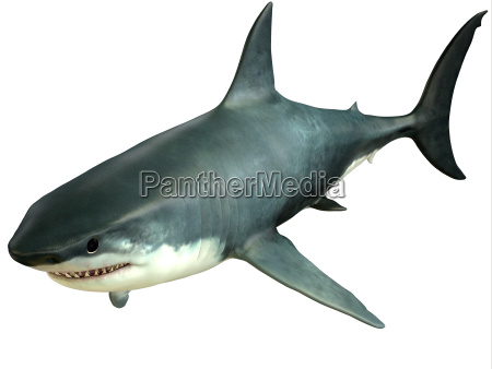 Weißer Hai,Bild auf Leinwand,auf Holzplatte gespannt/ WeißerHai 1S_2206
