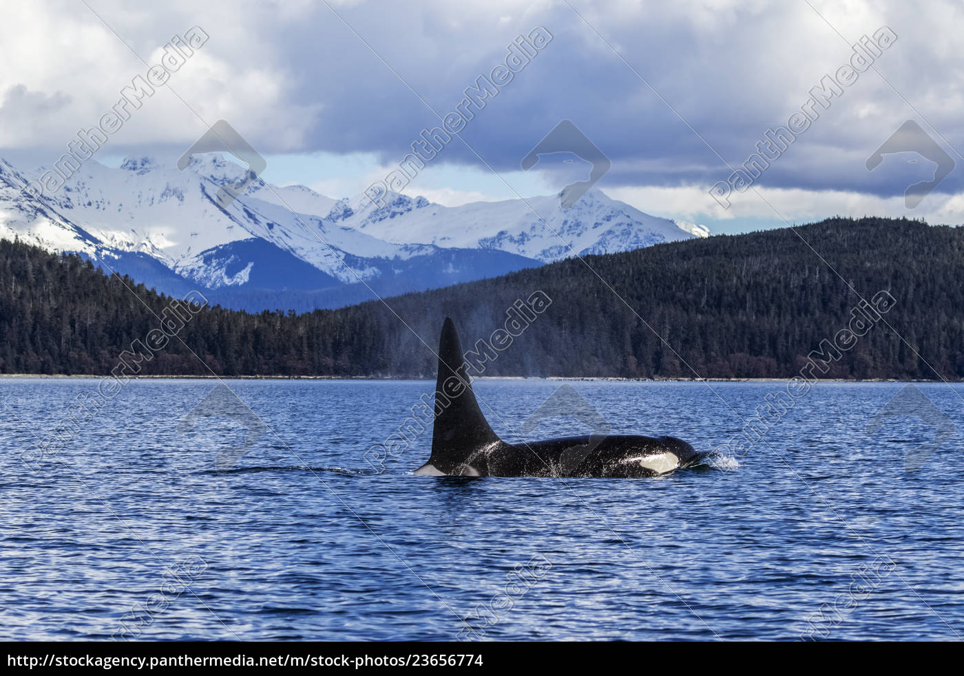 Ein Orca Wal Oder Killerwal Orcinus Orca Oberflache Stock Photo Bildagentur Panthermedia