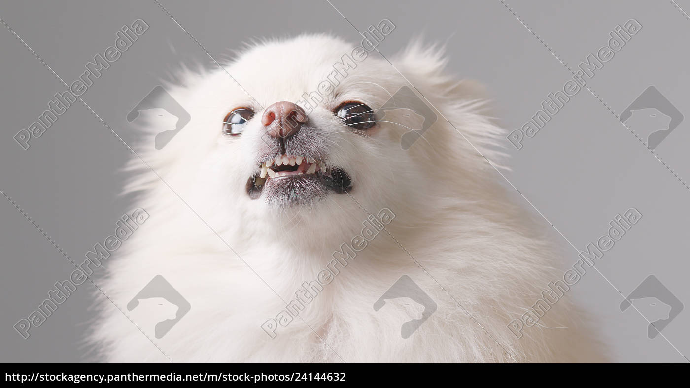 weißer pomeranian hund wird über weißem hintergrund Lizenzfreies Foto