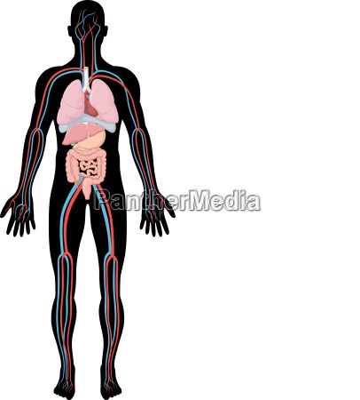 Illustration Der Anatomie Des Menschlichen Korpers Lizenzfreies Foto Bildagentur Panthermedia