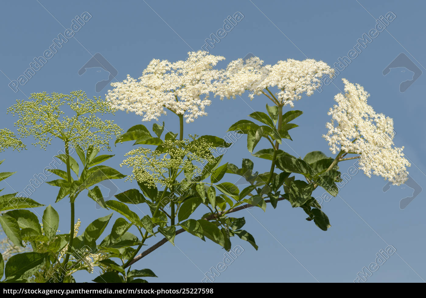 Blütenstand Des Schwarzen Holunder Sambucus Nigra - Stock Photo ...