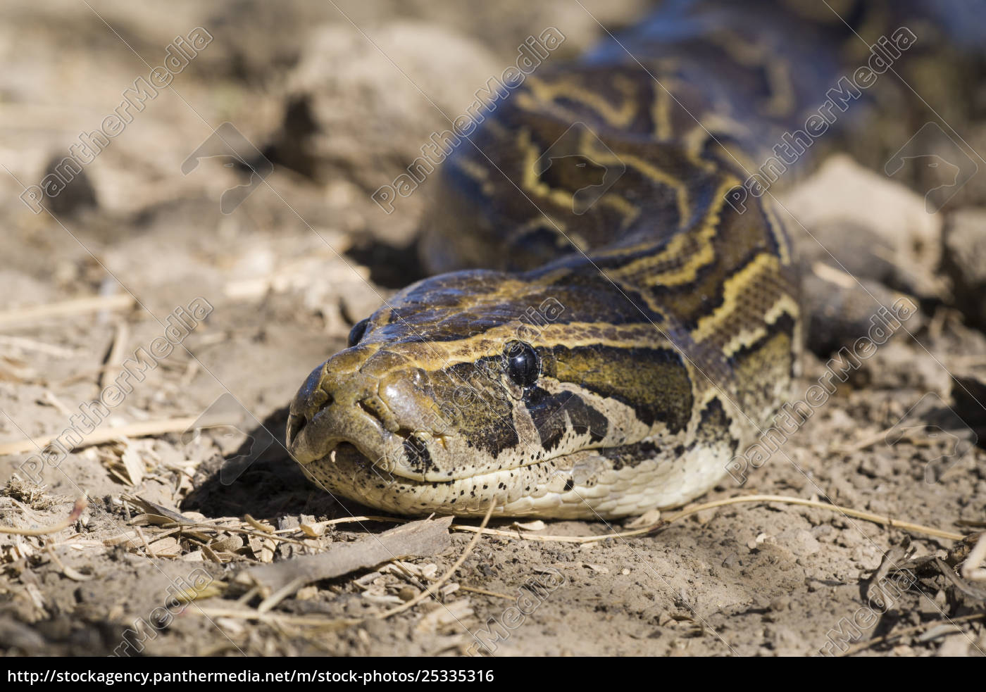 African Rock Python Python Sebae On Ground Djoudj Lizenzfreies Foto   ~african Rock Python  Python Sebae  On 25335316 High 