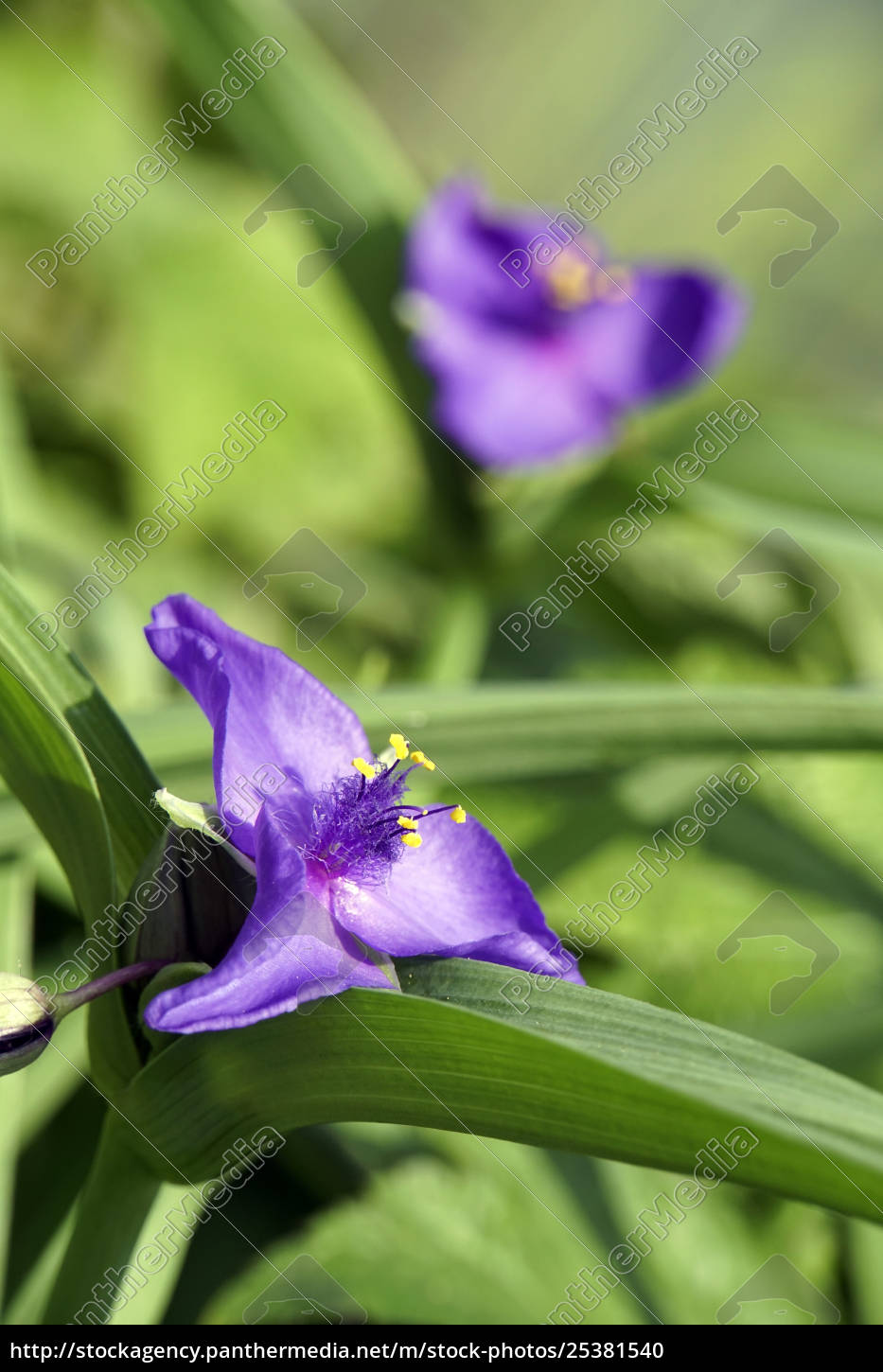 Dreimasterblume Tradescantia Andersoniana Lizenzfreies Foto 25381540 Bildagentur Panthermedia