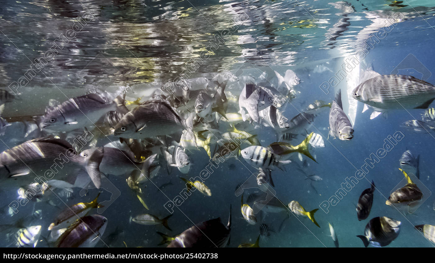 Meeresleben Im Atlantischen Ozean An Der Kubanischen Stock Photo 25402738 Bildagentur Panthermedia