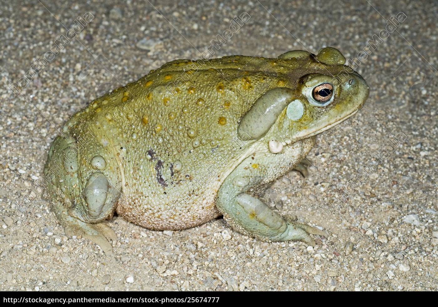 A Sonoran Desert Toad Bufo Alvarius Stockfoto 25674777