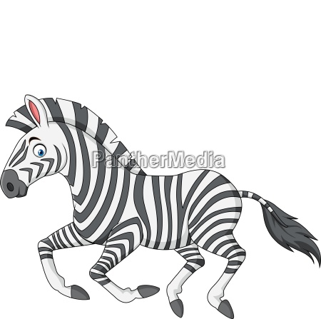 Cartoon Zebra Laufen Lizenzfreies Bild 25728595 Bildagentur Panthermedia