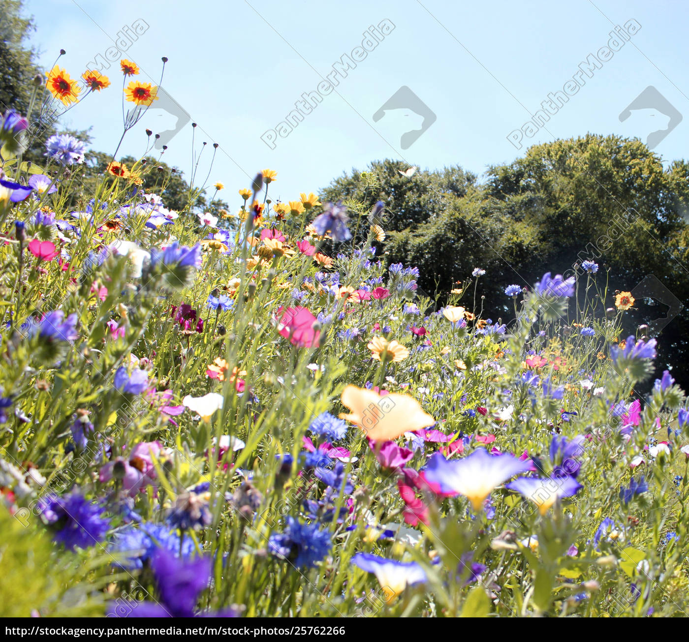 sommer blumenwiese bunt farben - Stockfoto - #25762266 | Bildagentur ...