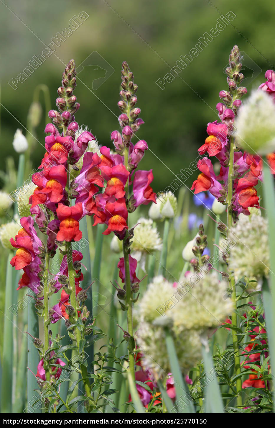 Lowenmaulchen Antirrhinum Majus Und Stockfoto 25770150 Bildagentur Panthermedia