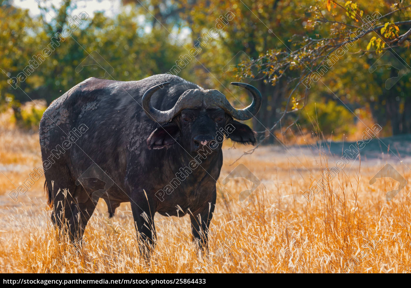 Cape Buffalo In Moremi Afrika Safari Wildtiere Lizenzfreies Bild Bildagentur Panthermedia