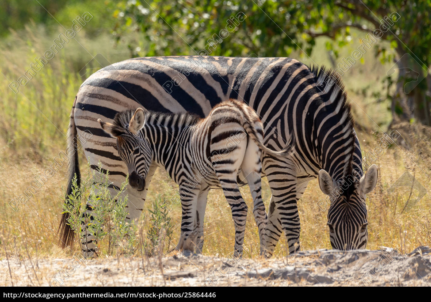 Zebra In Busch Botsvana Afrika Wildtiere Stockfoto 25864446 Bildagentur Panthermedia