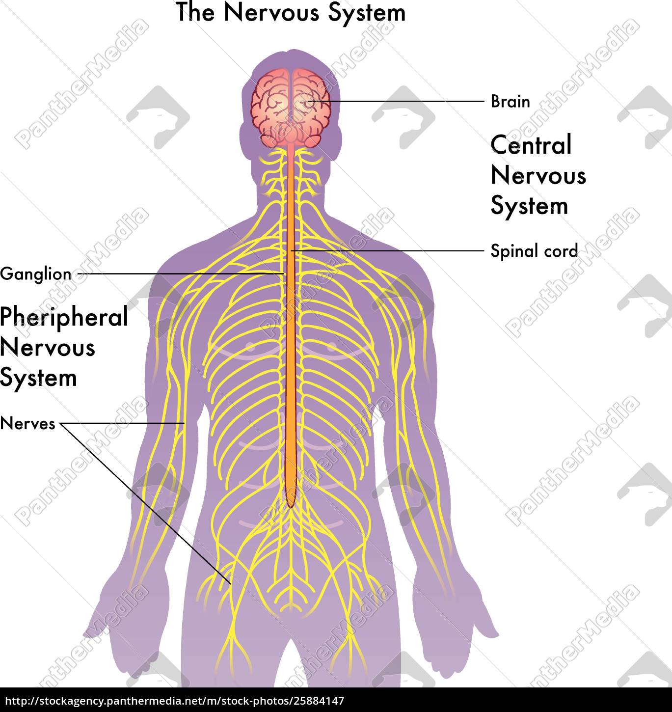 Eine Medizinische Illustration Des Nervensystems Auf Stockfoto Bildagentur Panthermedia