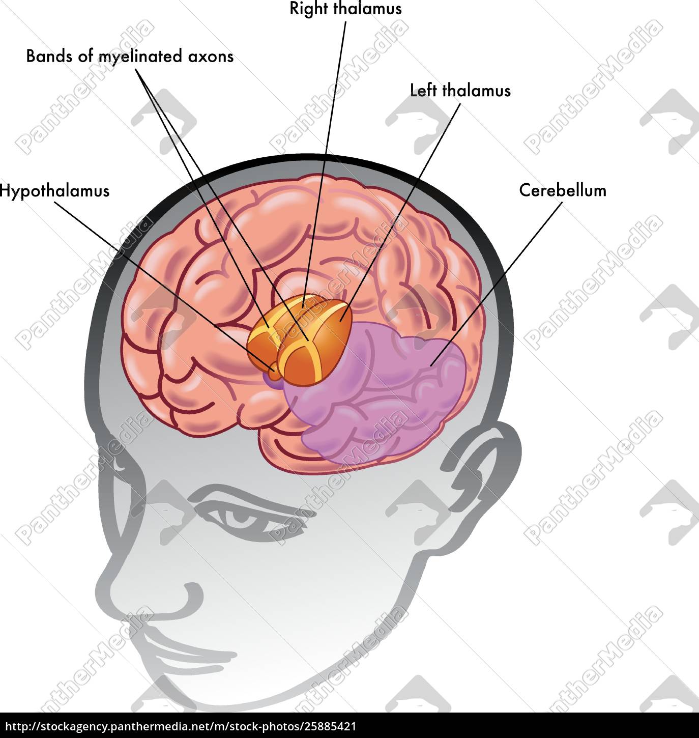 Medizinische Darstellung Des Thalamus Und Des Lizenzfreies Bild Bildagentur Panthermedia