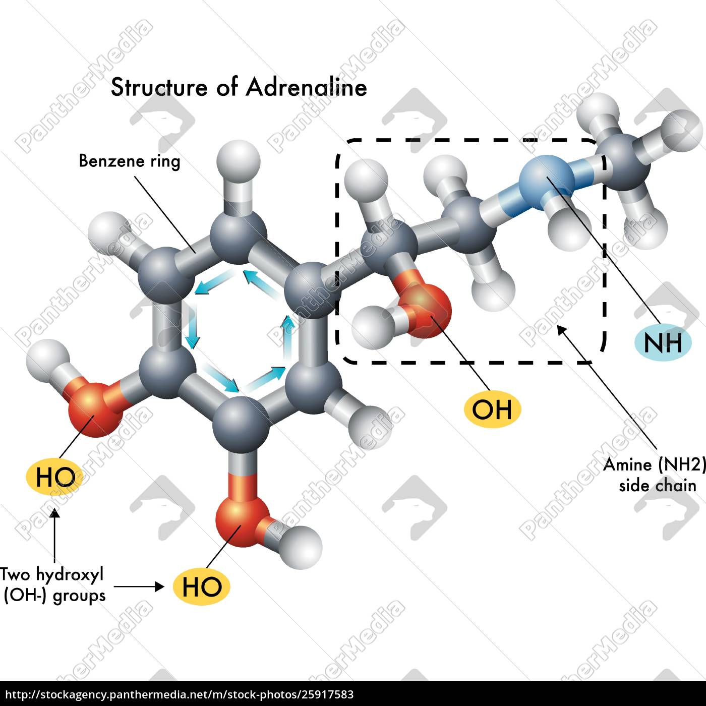 Medizinische Illustration Der Struktur Von Adrenalin Lizenzfreies Bild Bildagentur Panthermedia