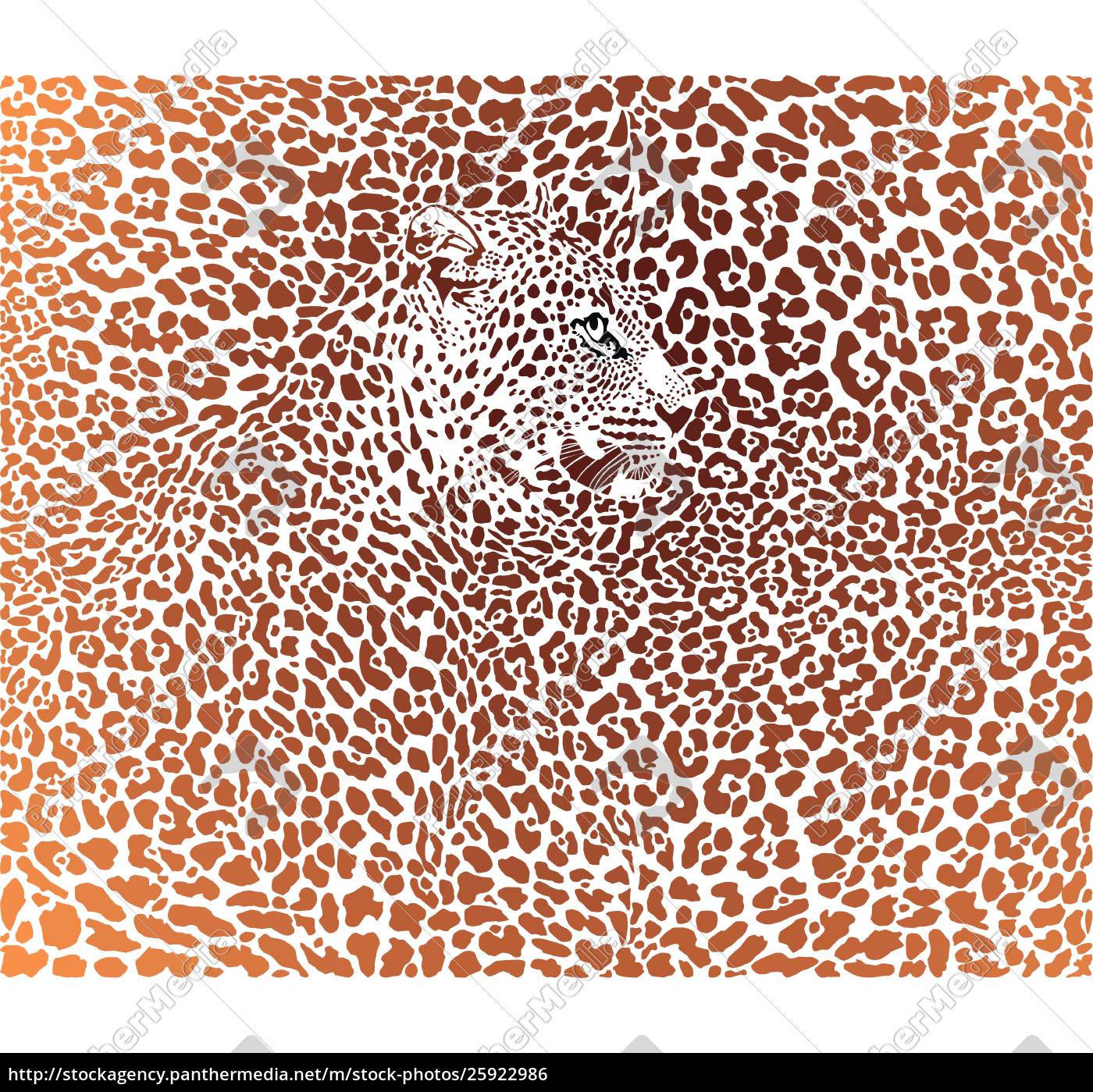 leopardenmuster hintergrund - Lizenzfreies Bild #25922986