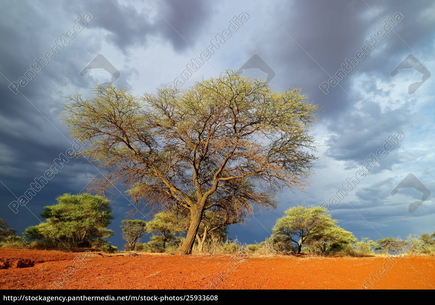 Afrikanische Landschaft Gegen Sturmischen Himmel Lizenzfreies Foto Bildagentur Panthermedia