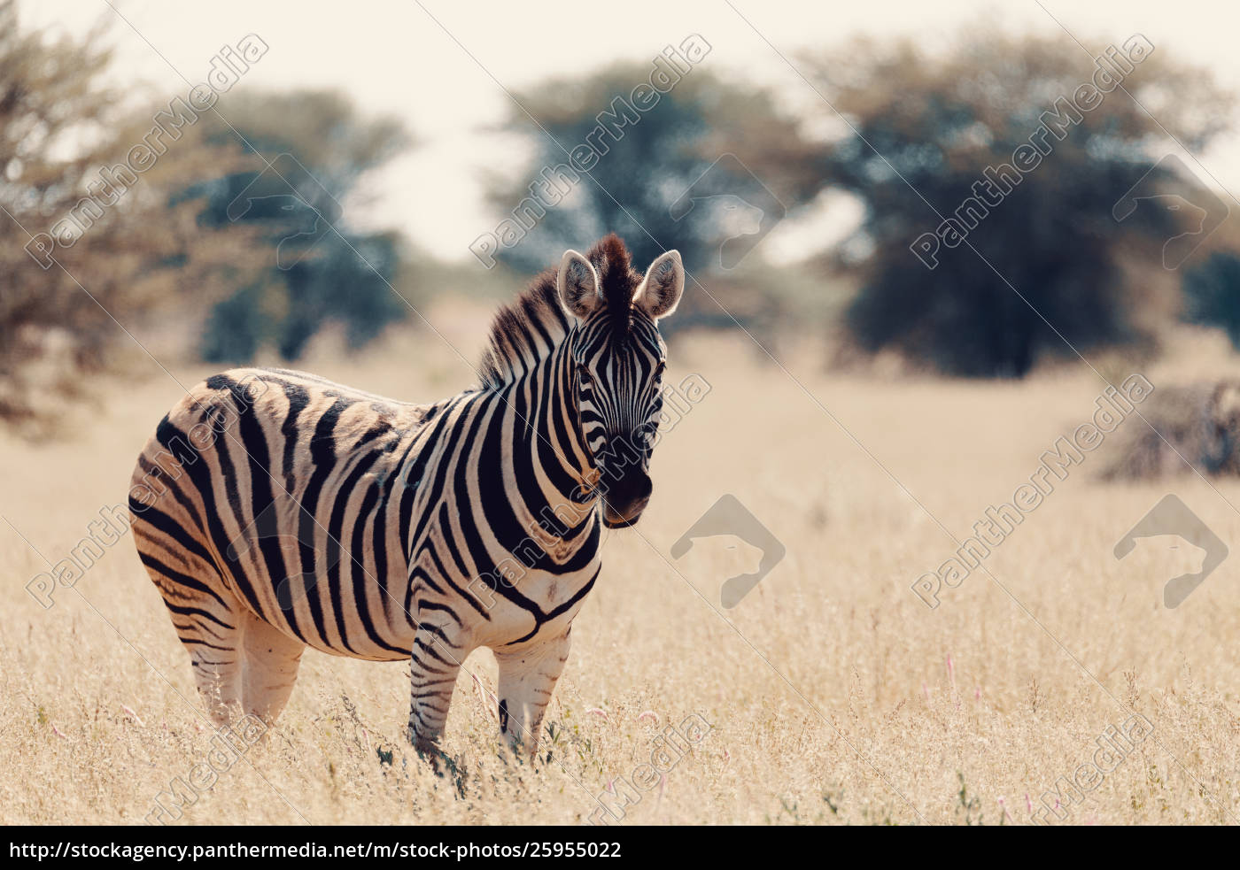 Zebra Im Busch Namibia Afrika Wildtiere Stockfoto 25955022 Bildagentur Panthermedia