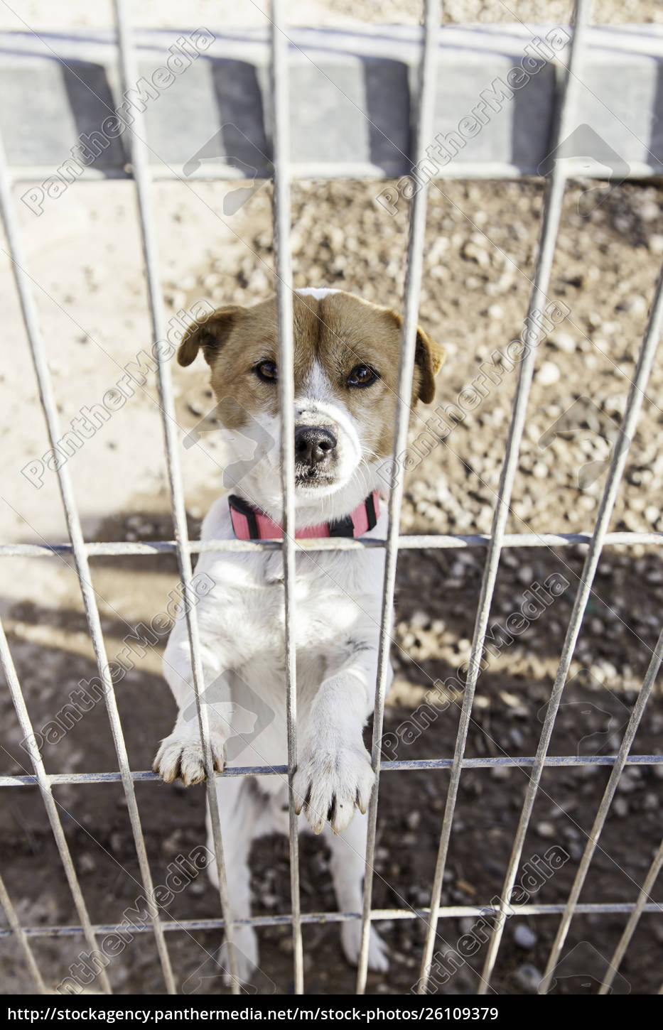 Verlassener Hund Und Kafig Lizenzfreies Bild Bildagentur Panthermedia
