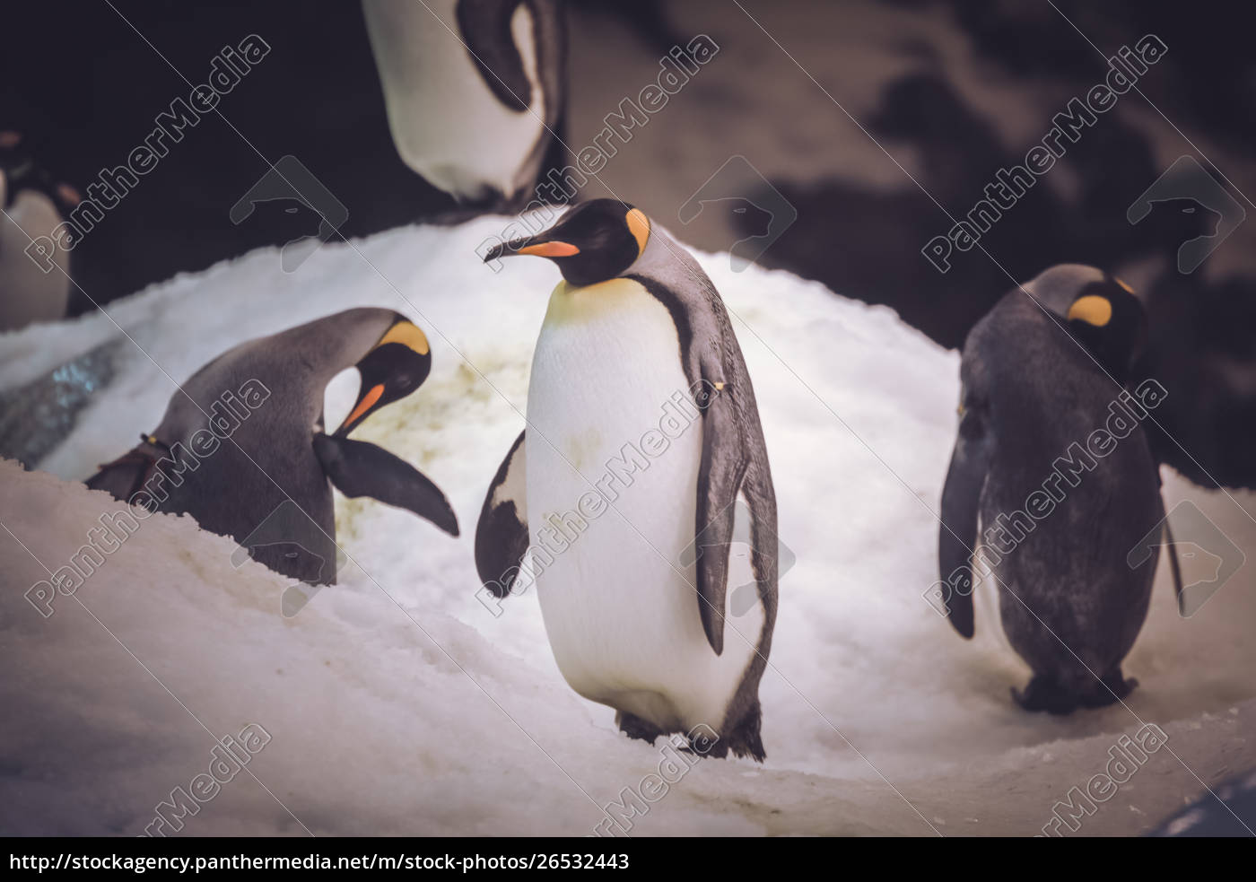 Kleine Susse Pinguin Auf Eis Stehend Lizenzfreies Bild Bildagentur Panthermedia