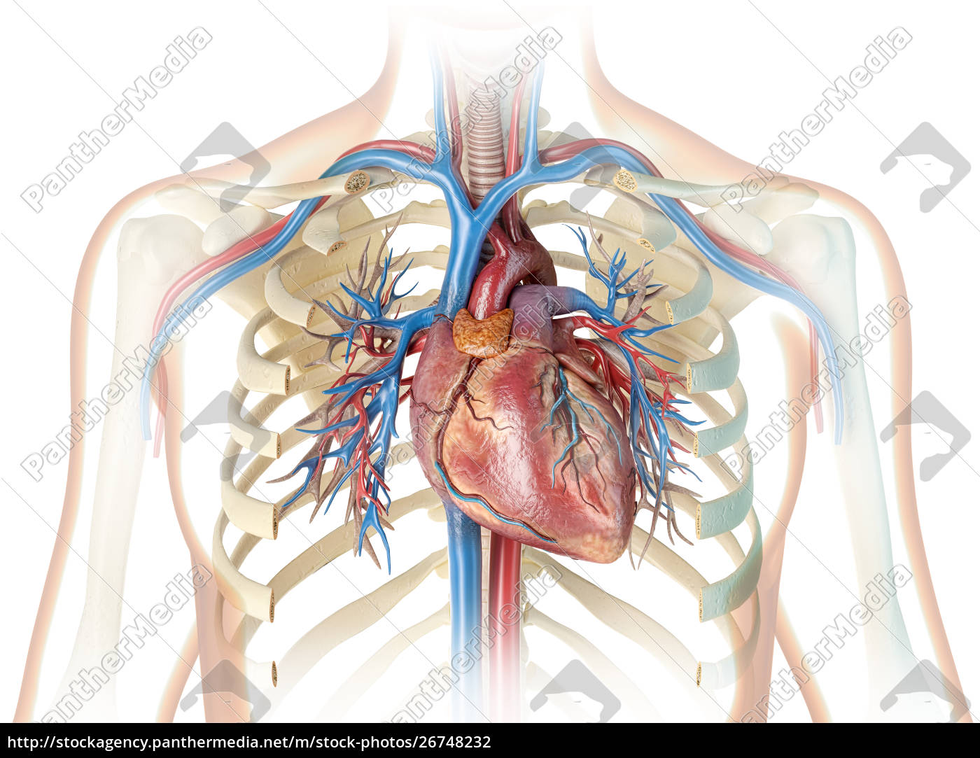 Menschliches Herz Mit Gefassen Rippenkafig Und Lizenzfreies Foto Bildagentur Panthermedia