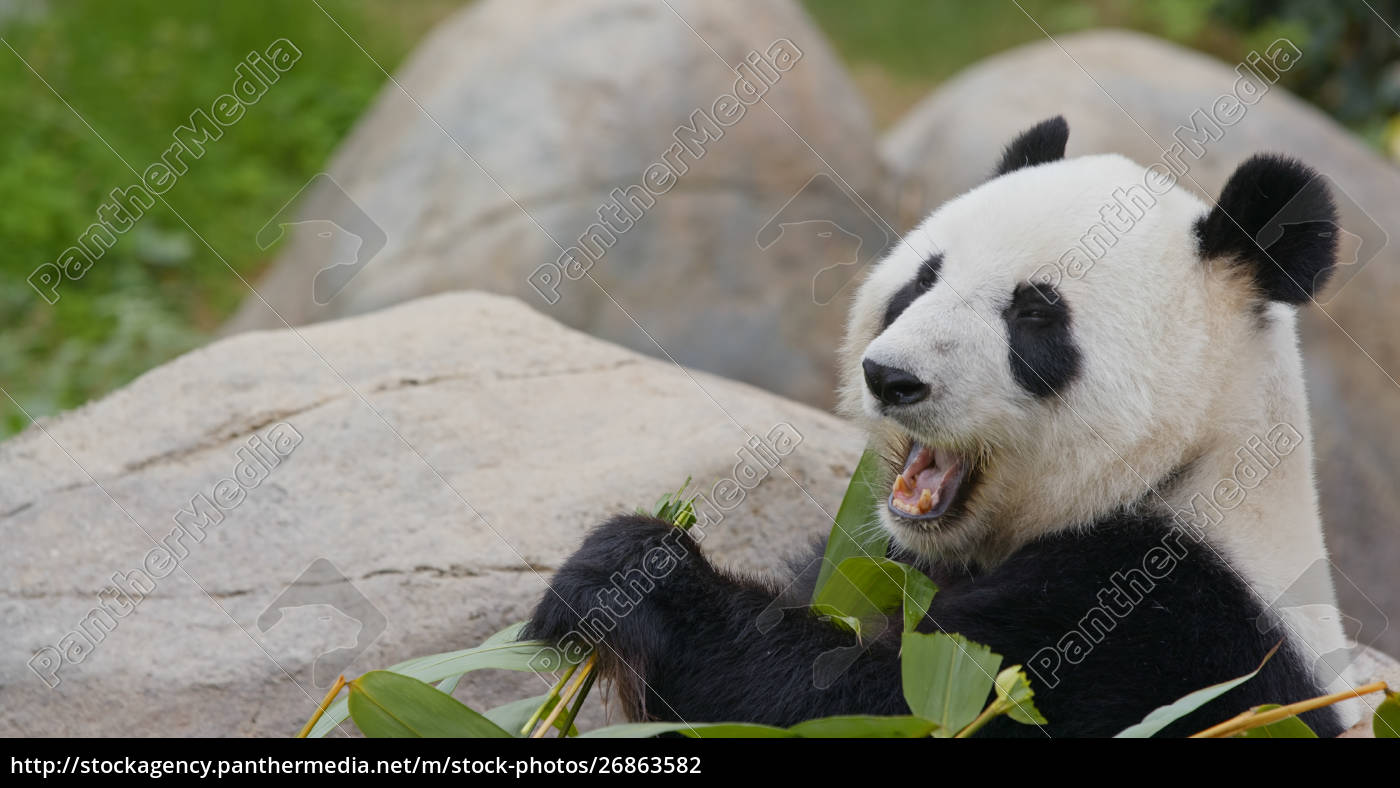 Susse Panda Essen Bambus Stock Photo Bildagentur Panthermedia