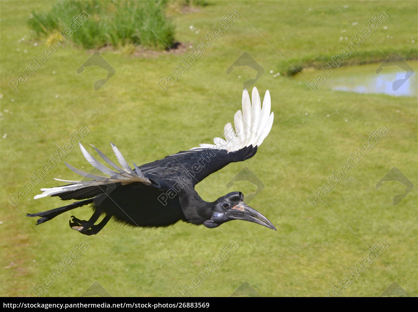 Abyssinian ground hornbill in flight - Lizenzfreies Bild - #26883569