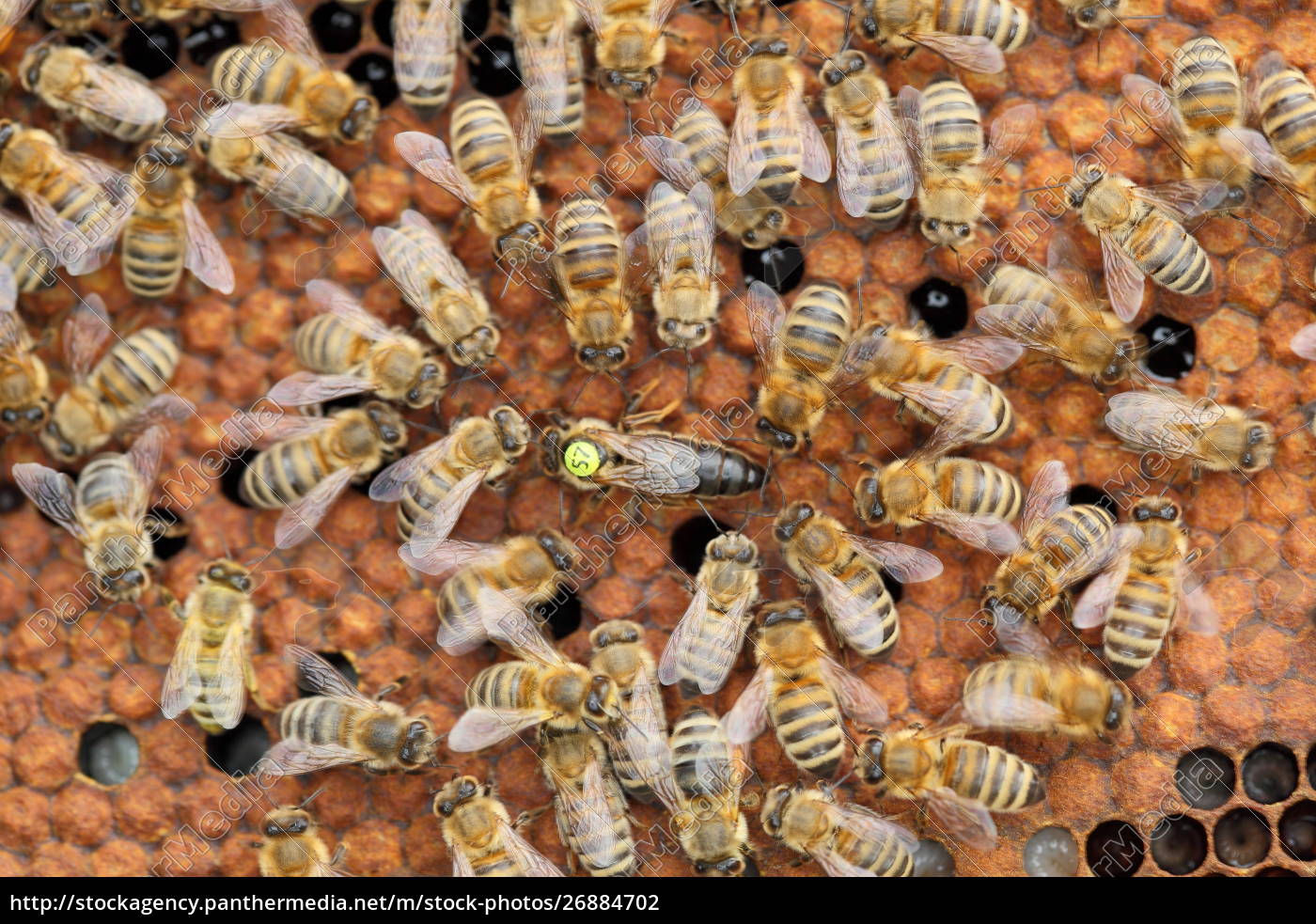 Eine Bienenkonigin In Der Mitte Stock Photo Bildagentur Panthermedia