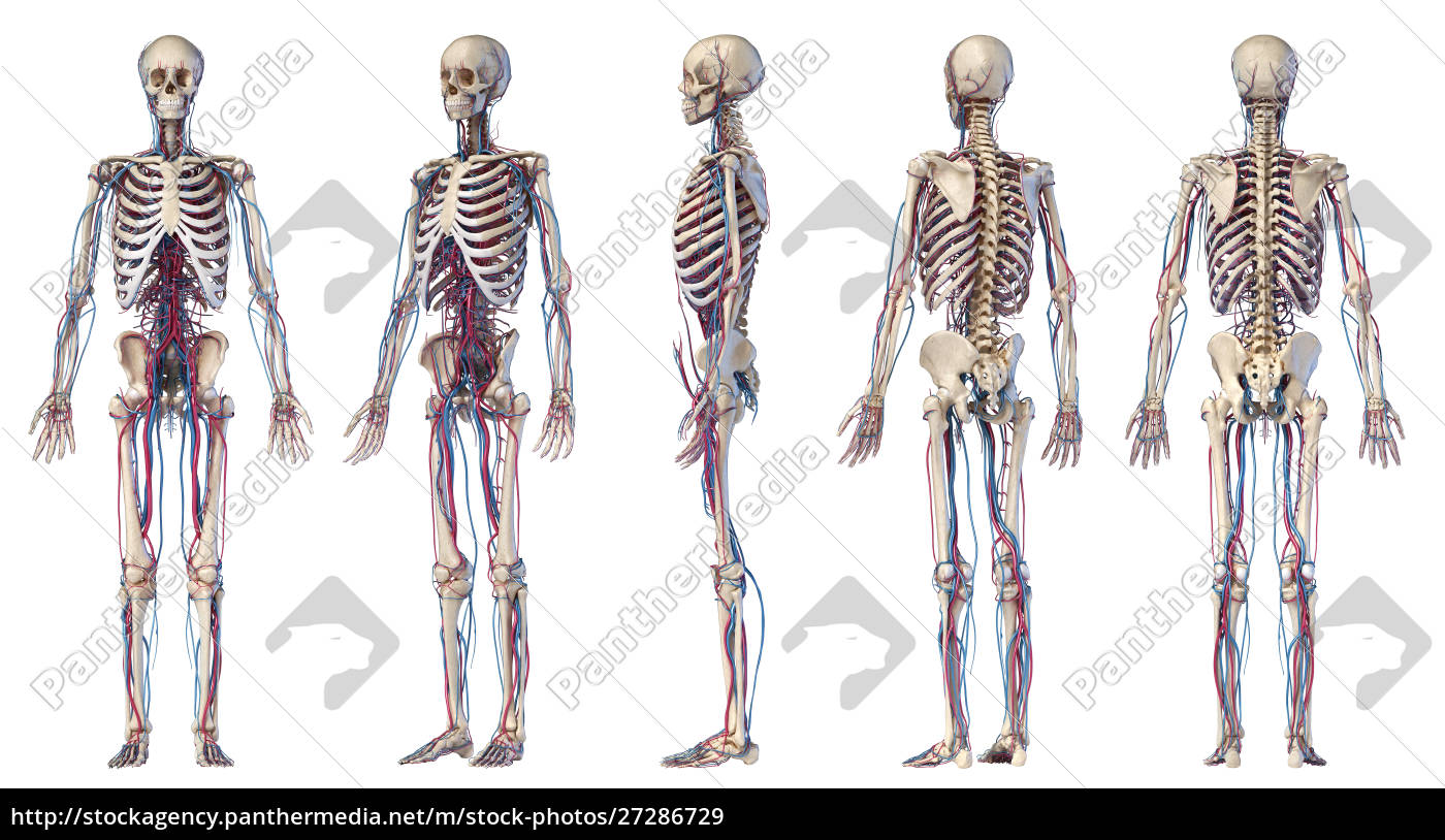 Anatomie Des Menschlichen Korpers Skelett Mit Venen Lizenzfreies Bild Bildagentur Panthermedia