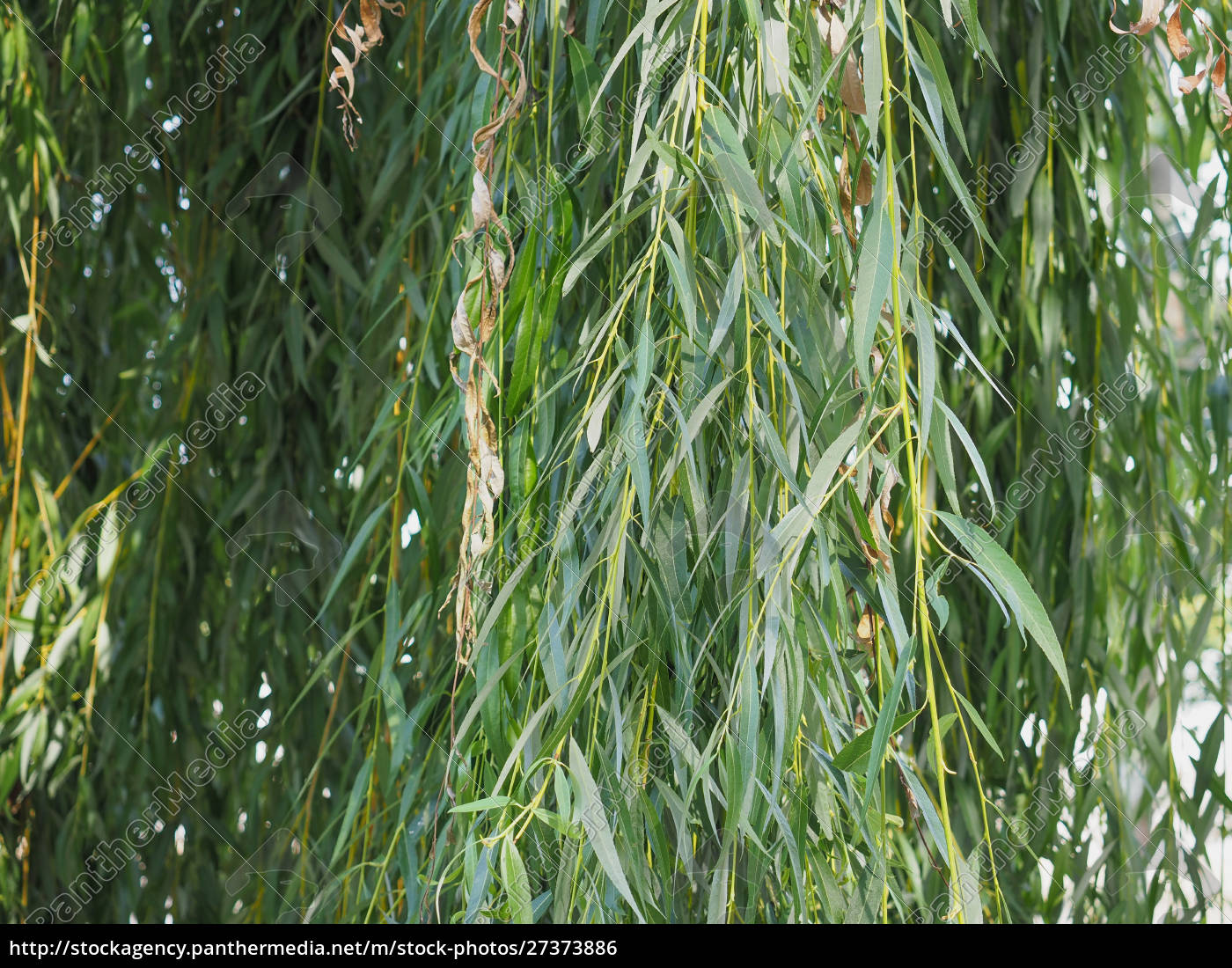 green weeping willow leaves texture background - Stock Photo ...