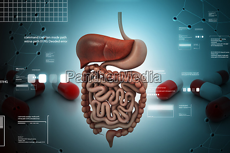 human digestive system - Lizenzfreies Bild - #27553345 | Bildagentur