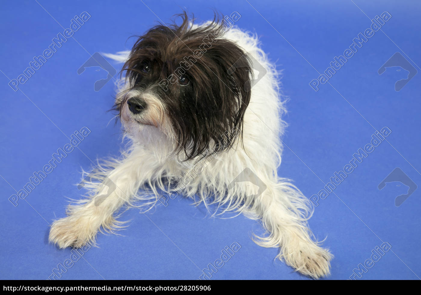Schöne Parson Jack Russel Terrier Stock Photo 28205906