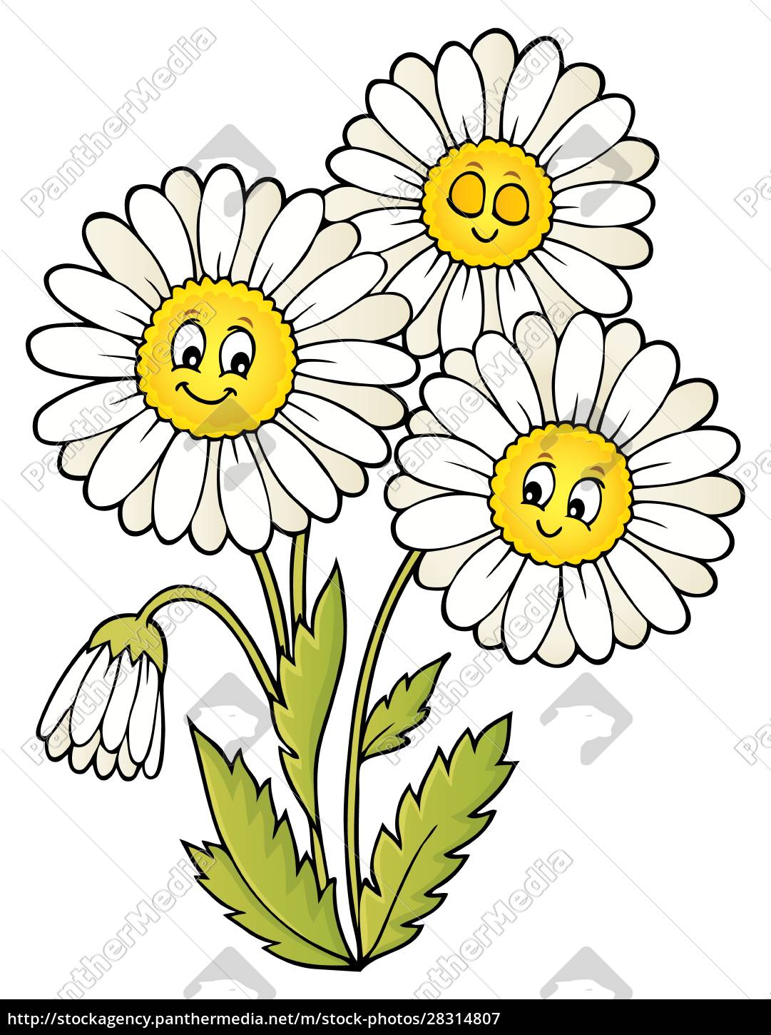 Gänseblümchen Blume Thema Bild 1 - Stockfoto #28314807