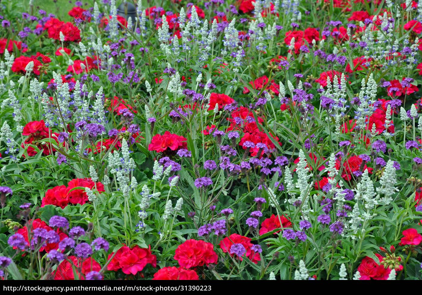 Colorful Begonia Garden - Lizenzfreies Bild #31390223 | Bildagentur ...